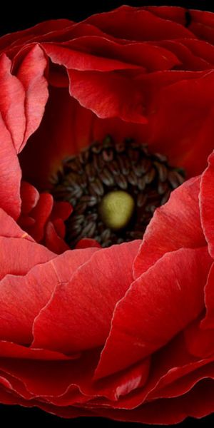 Phone wallpaper: Flowers, Flower, Earth, Red Flower free download