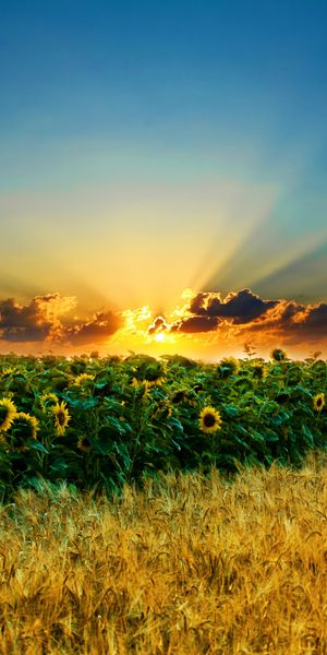 Breathtaking mobile wallpaper of sunflowers under a sunset sky