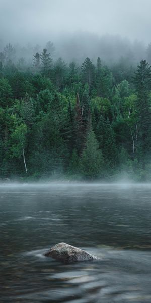 Phone wallpaper: Rock, Rivers, Fog, Stone, Forest, Trees, Nature free download