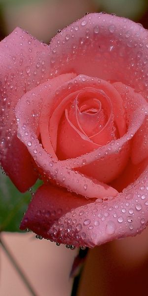 Beautiful Pink Rose with Dew Drops