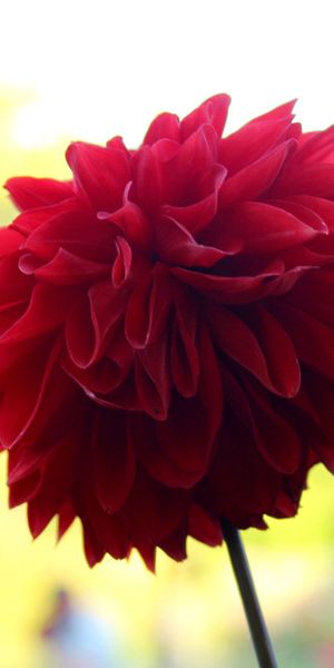 Phone wallpaper: Stalk, Stem, Flower, Flowers, Plant free download