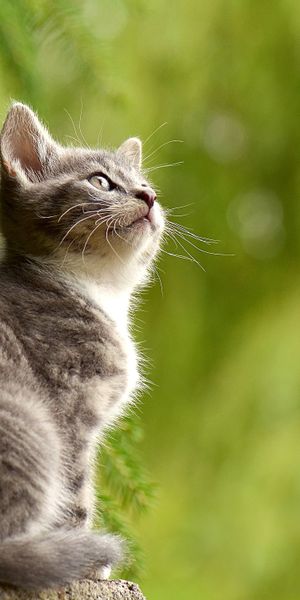 Adorable kitten wallpaper: Perfect 4K phone background for cat lovers
