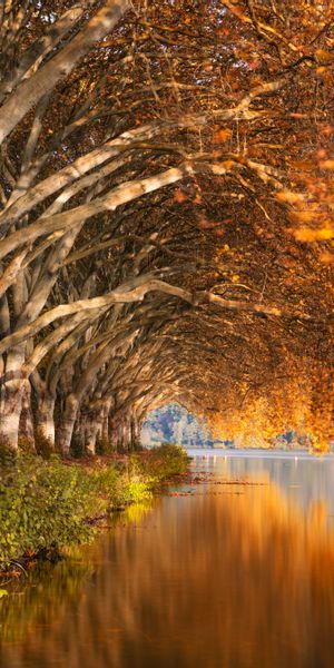 Phone wallpaper: Trees, Bank, Shore, Autumn, Lake, Landscape, Nature free download