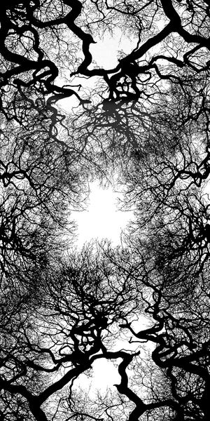 Elegant black and white wallpaper featuring intricate tree branches