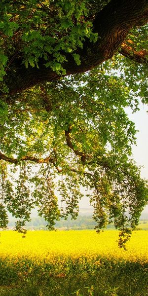 Phone wallpaper: Trees, Tree, Nature, Earth free download