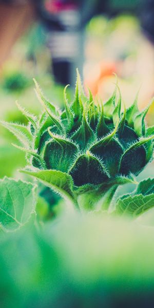 Phone wallpaper: Macro, Smooth, Close Up, Plant, Blur free download