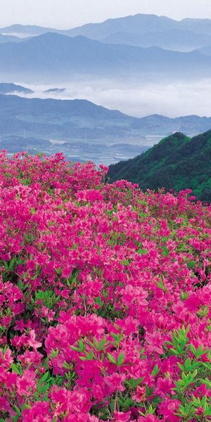 Breathtaking phone wallpaper featuring vibrant flowers and majestic mountains