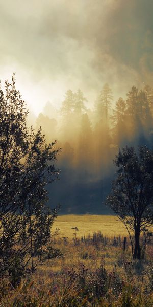 Phone wallpaper: Trees, Autumn, Fog, Nature, Dawn free download