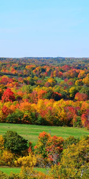 Breathtaking HD phone wallpaper featuring autumn trees and hills