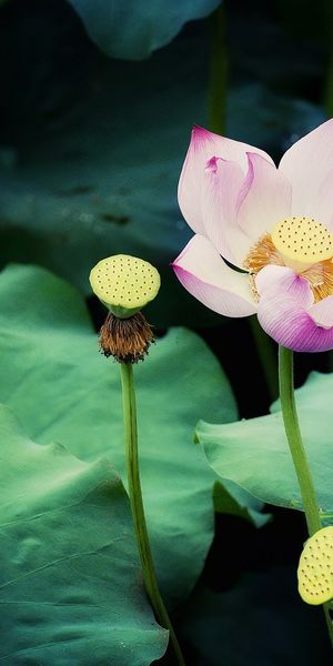 Phone wallpaper: Lotus, Lily, Flowers, Flower, Earth free download