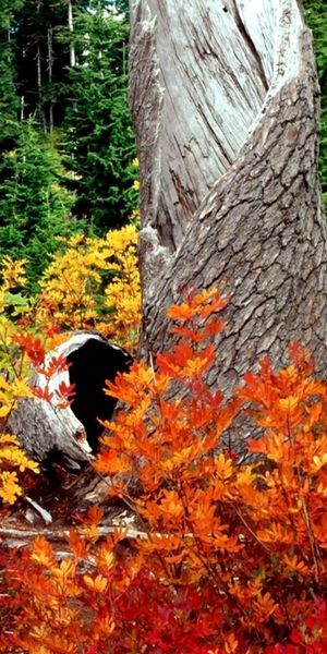 Phone wallpaper: Leaves, Trees, Landscape, Autumn free download