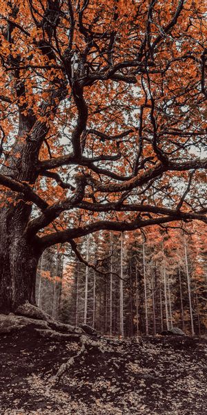 Phone wallpaper: Nature, Trees, Forest, Tree, Fall, Earth free download