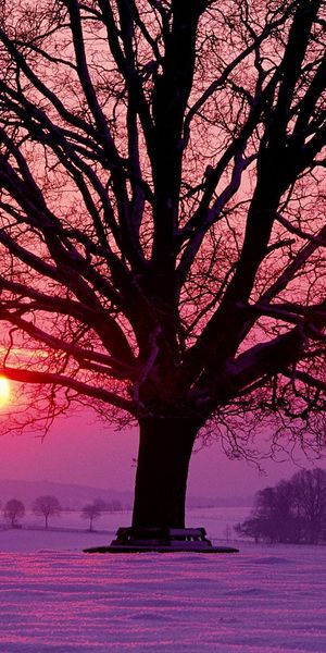 Phone wallpaper: Sunset, Sun, Snow, Tree, Earth free download