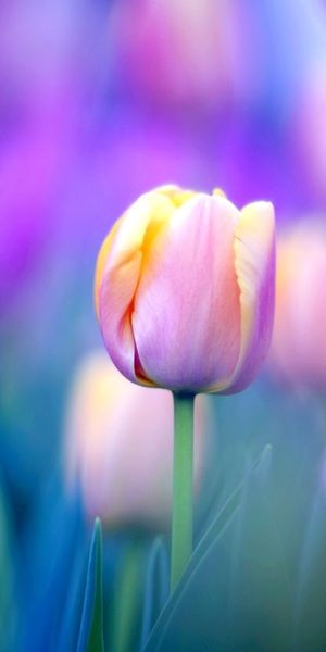 Beautiful 4K mobile wallpaper featuring vibrant tulip flowers in bloom