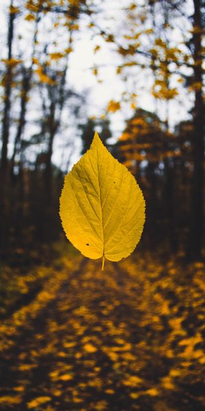Beautiful Yellow Autumn Leaf in Levitation