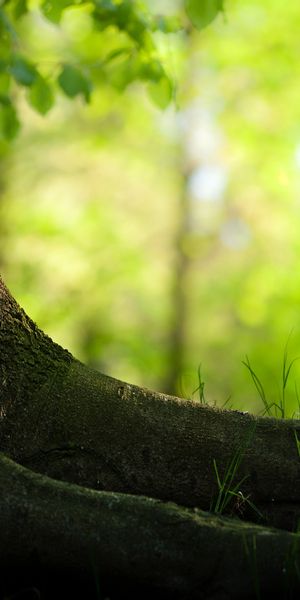 Serene 4K Wallpaper Featuring Majestic Trees and Lush Greenery