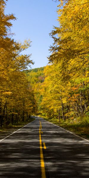 Captivating Autumn Road Wallpaper Surrounded by Vibrant Trees