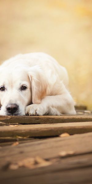 Phone wallpaper: Dogs, Dog, Blur, Animal, Golden Retriever free download