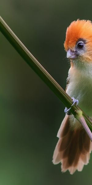Phone wallpaper: Birds, Macro, Bird, Blur, Animal, Parrotbill free download