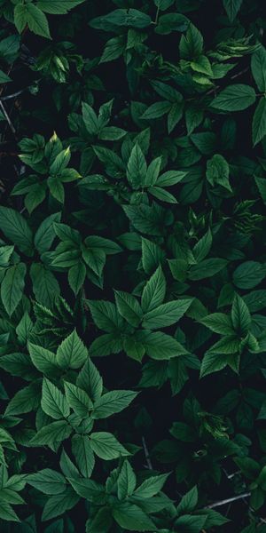 Lush Dark Green Leaves Phone Wallpaper