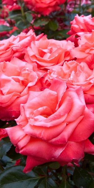 Phone wallpaper: Lot, Greens, Beauty, Flowers, Garden, Roses free download