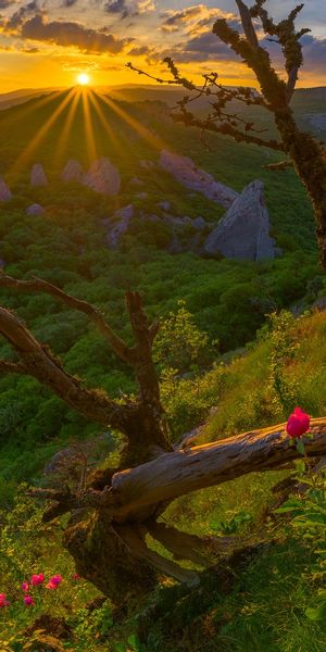 Phone wallpaper: Landscape, Mountain, Forest, Earth, Spring, Sunbeam free download