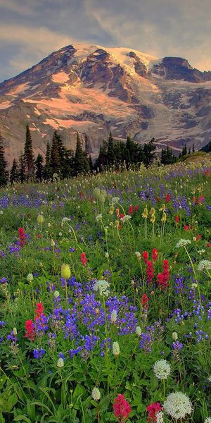 Evening Glade with Vibrant Flowers and Majestic Mountains