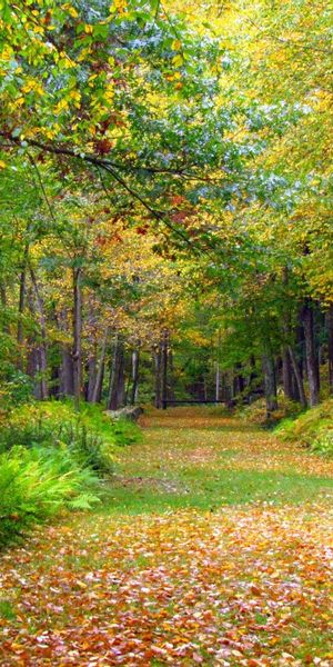 Beautiful autumn foliage phone wallpaper featuring vibrant trees and nature