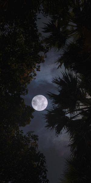 Enchanting Moonlit Night Surrounded by Trees and Leaves
