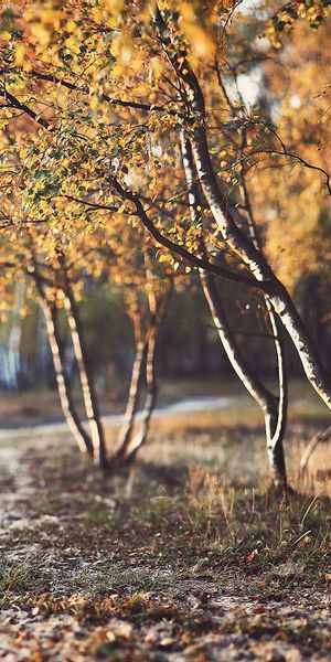 Phone wallpaper: Landscape, Tree, Fall, Earth, Path, Scenery free download