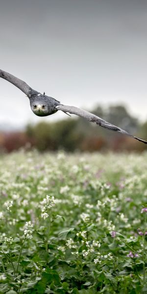 Phone wallpaper: Birds, Bird, Blur, Animal, Eagle, Bird Of Prey free download
