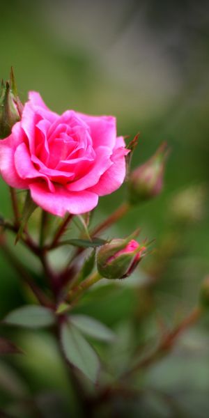 Phone wallpaper: Nature, Flowers, Flower, Rose, Bud, Blur, Earth, Pink Rose, Depth Of Field free dow