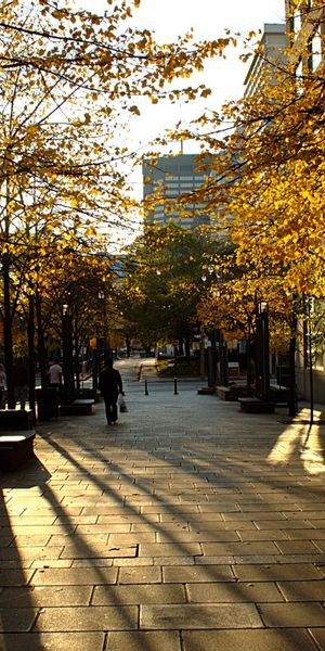 Autumn in Toronto: A Beautiful Cityscape for Your Mobile Wallpaper