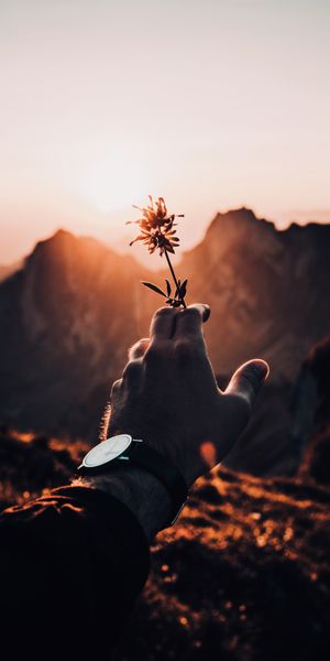 Breathtaking Sunset with a Flower in Hand