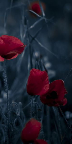 Beautiful iPhone wallpaper featuring vibrant poppy flowers against dark earth