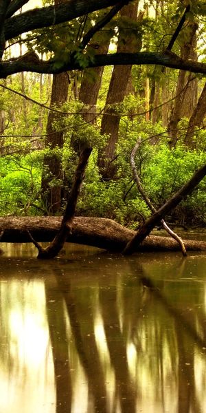 Enchanting 4K mobile wallpaper featuring tranquil forest reflections
