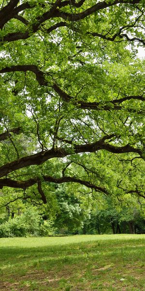 Vibrant Spring Park Wallpaper: Lush Trees and Nature for Mobile