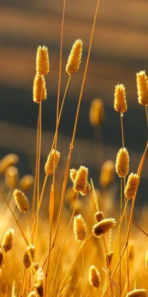 Phone wallpaper: Nature, Plant, Blur, Earth, Field free download