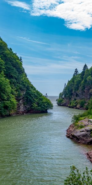 Serene River Landscape Surrounded by Lush Green Trees