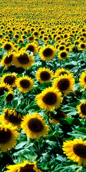 Phone wallpaper: Flowers, Earth, Sunflower free download