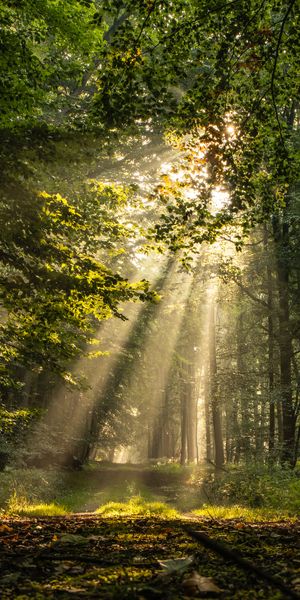 Serene Forest Path Illuminated by Sunlight Beams