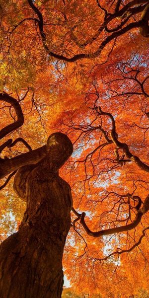 Breathtaking Fall Colors of Japanese Maple in Tokyo