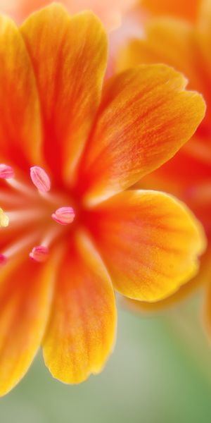 Phone wallpaper: Flowers, Flower, Earth, Orange Flower, Lewisia free download