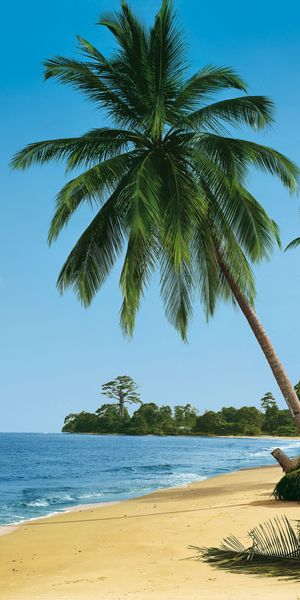 Beautiful Tropical Beach Scene with Lush Palm Trees