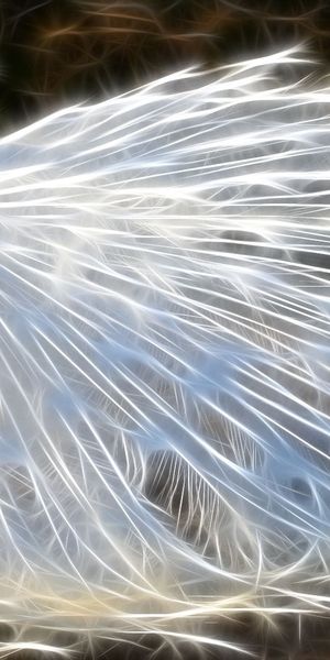 Phone wallpaper: Animals, Birds, Pictures, Art, Peacocks free download