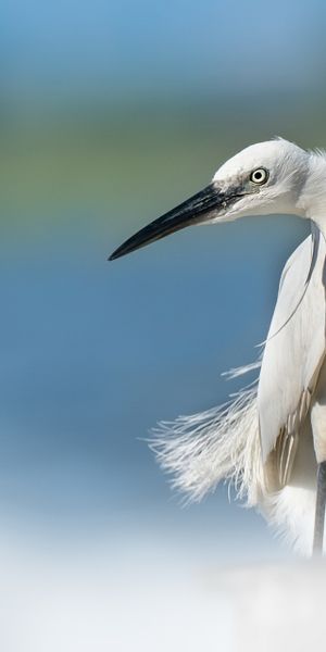 Phone wallpaper: Birds, Bird, Blur, Animal, Egret free download