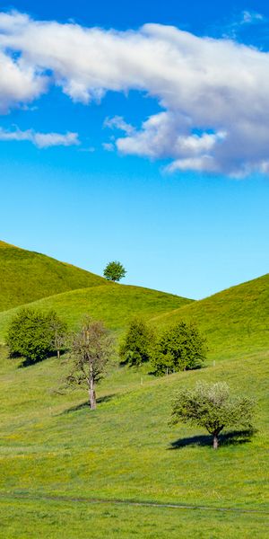 Tranquil Hillside Landscape with Lush Greenery
