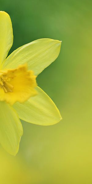 Phone wallpaper: Nature, Flowers, Flower, Blur, Earth, Yellow Flower, Daffodil free download