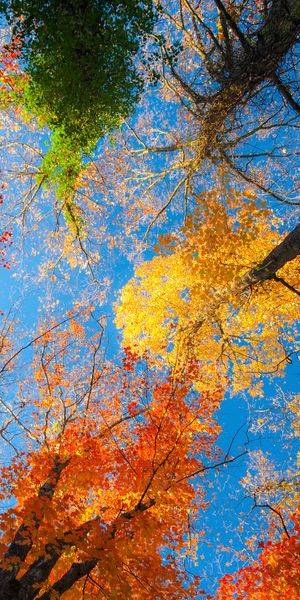 Vibrant Fall Treetops - A Stunning Nature Wallpaper