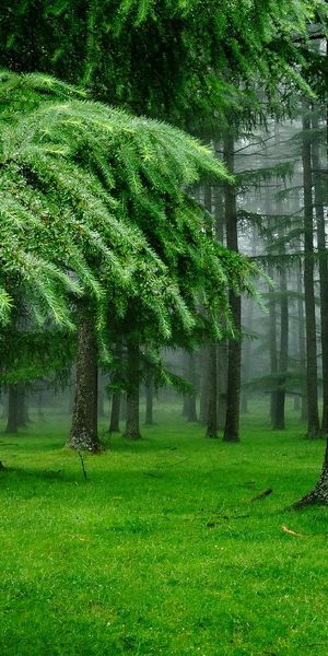 Lush Green Forest with Mist - Ideal for Phone Wallpaper